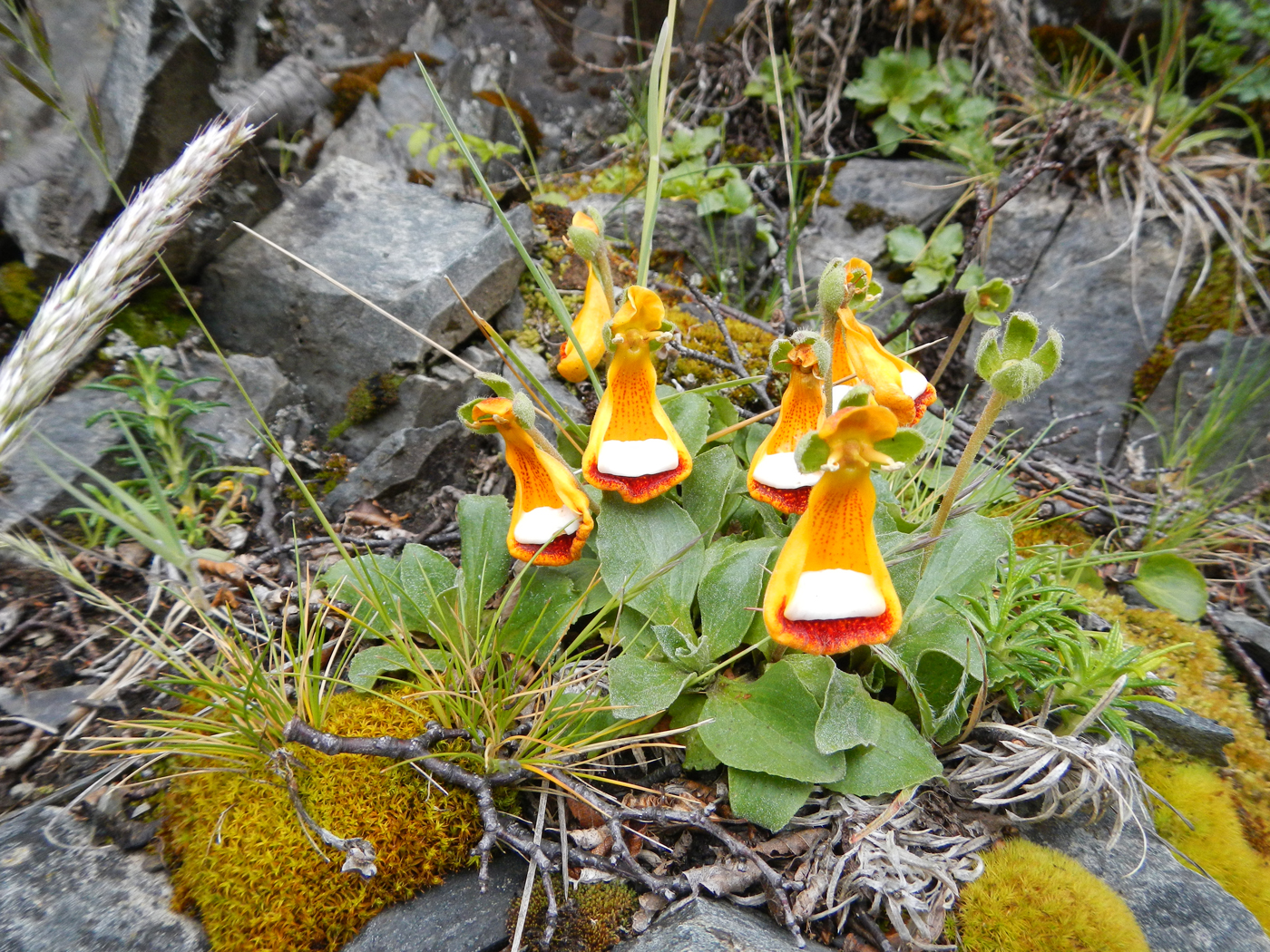 Lady Slippers
